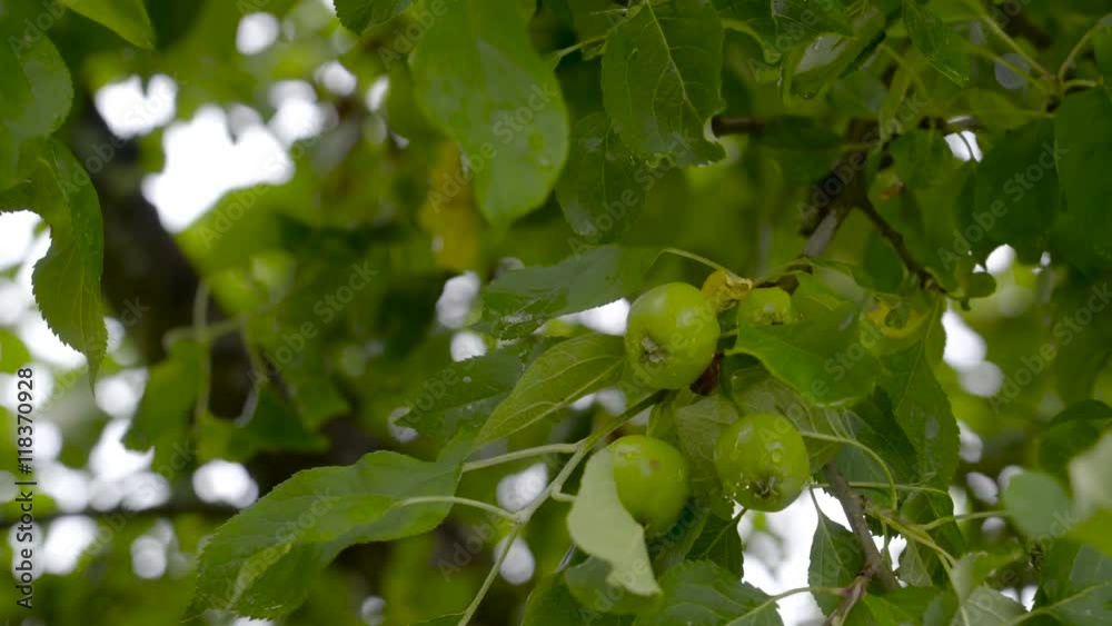 The green fruits of the apple tree in the yard of a house in a village The green fruits of the apple tree in the yard of a house in a village