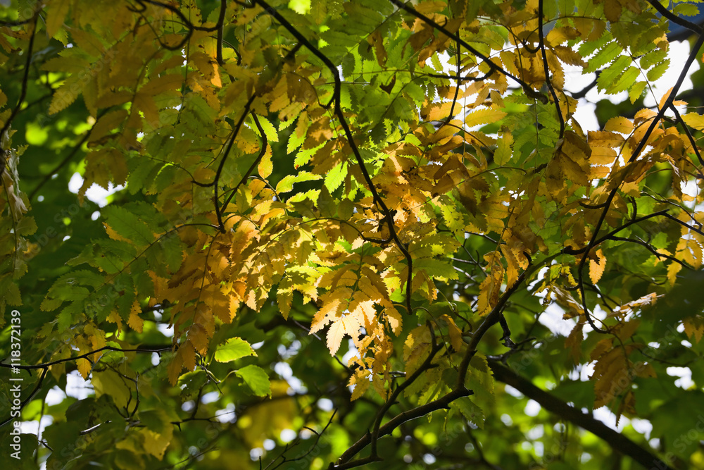 Rowan tree branch Rowan tree branch