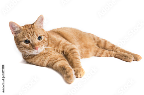 Yatan Sarı Kedi photo