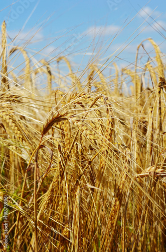 Field with the rye against sky