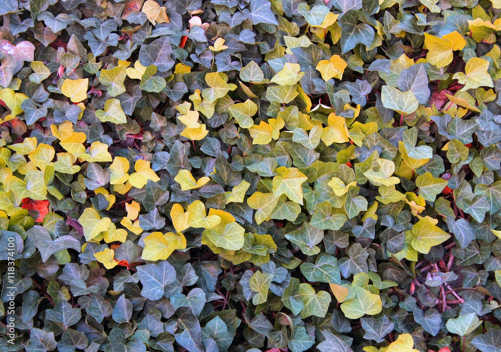 Yellow Ivy Texture/Background