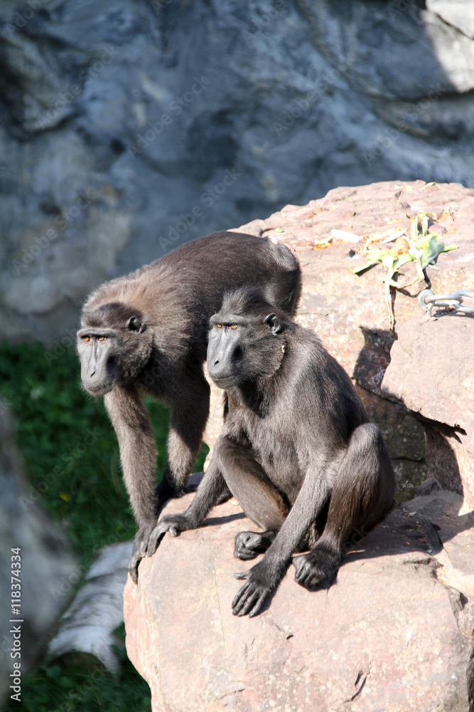 macaque 16082016