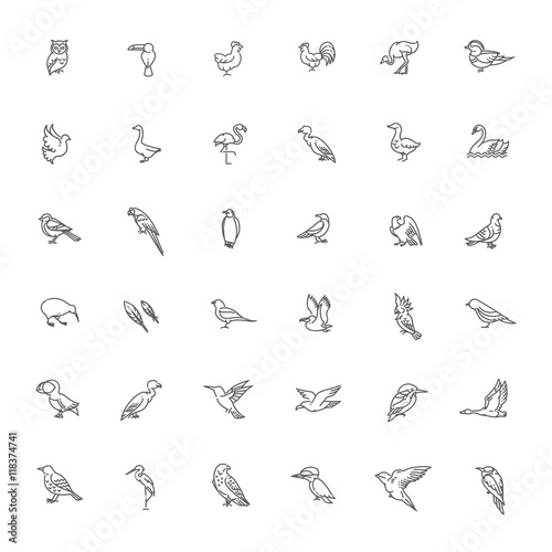 Set of different birds