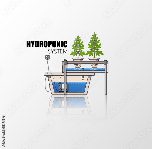 Medical Marijuana Hydroponics Grow Concept Vector in Flat Design.

