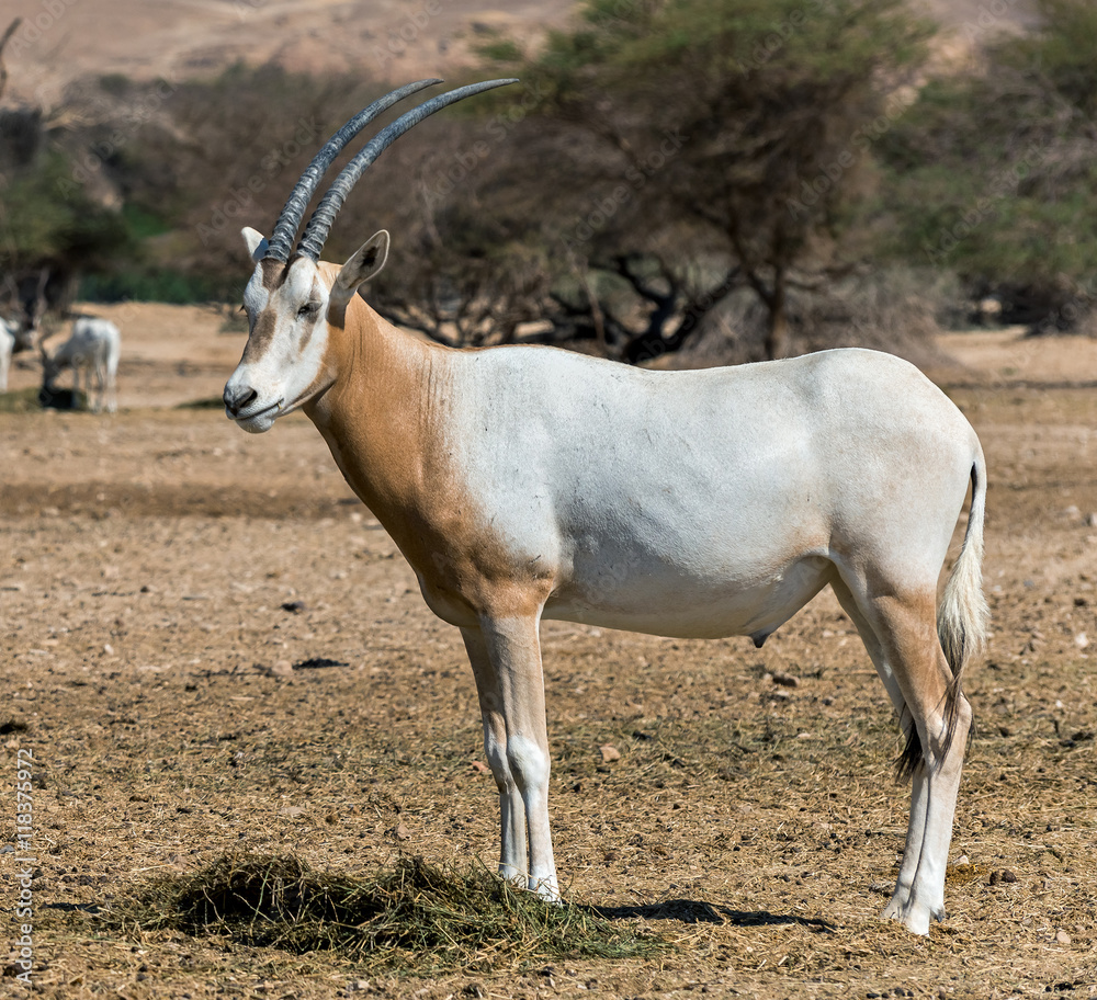 Sahara scimitar Oryx (Oryx leucoryx) in Hai-Bar nature reserve near Eilat, Israel
This species is in danger of extinction in its native environment in Sahara desert
