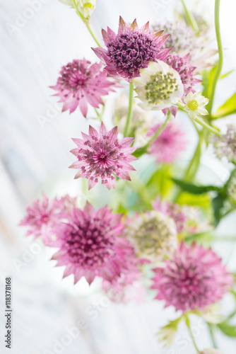 Canvas Print nice flowers