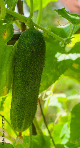cucumber hang on branch in garden