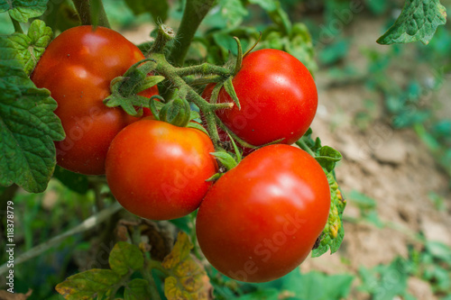 Fresh organic tomato hang on a branch in the garden