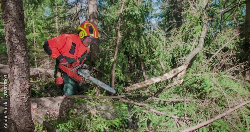 A young forest man is cutting long branches on a fallen spruce using a chainsaw. The tree was cut down and will later be taken away from a forest. Wide-angle shot.
A young forest man is cutting long branches on a fallen spruce using a chainsaw. The tree was cut down and will later be taken away from a forest. Wide-angle shot.