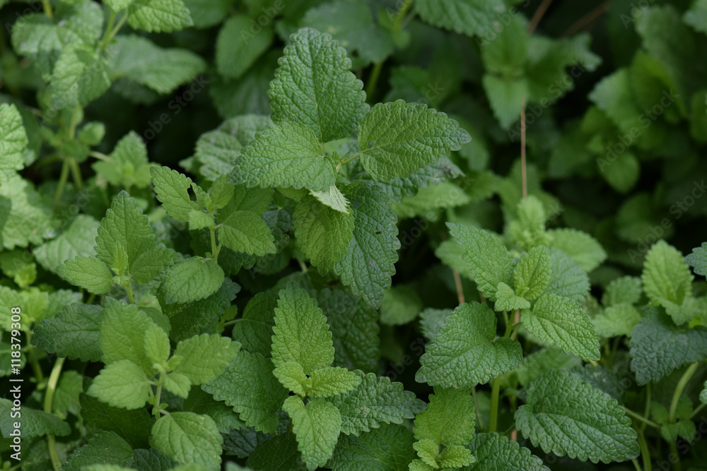 melissa officinalis plant leaves melissa officinalis plant leaves