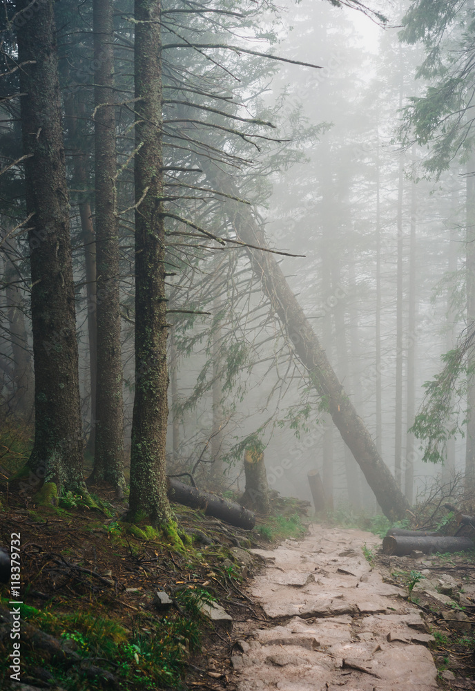 Fototapeta premium Misty mountain forest on the way to Sarnia Rock, Tatra Mountains
