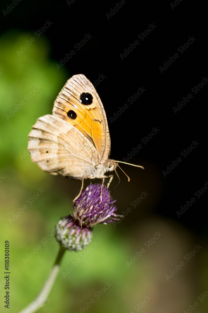 Obraz premium papillon 