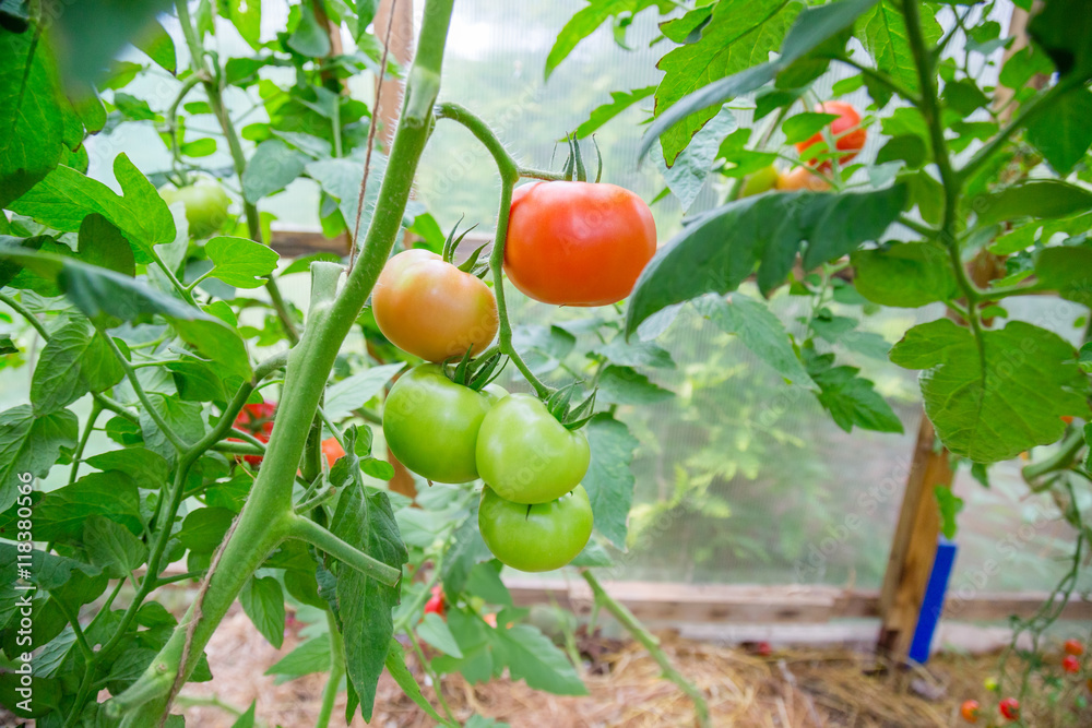 Tomatoes on a branch Tomatoes on a branch