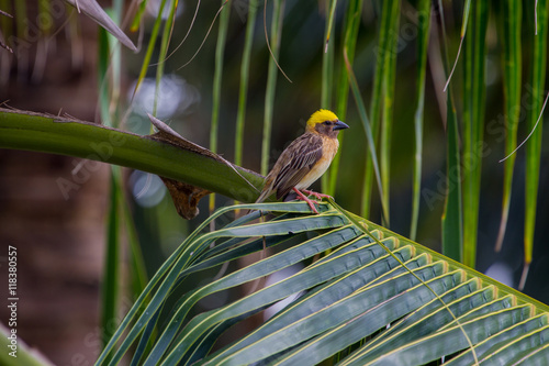 Streaked Weaver (Ploceus manyar) photo