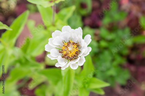 Beautiful flower