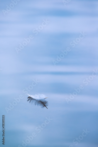 Single white feather floating in water