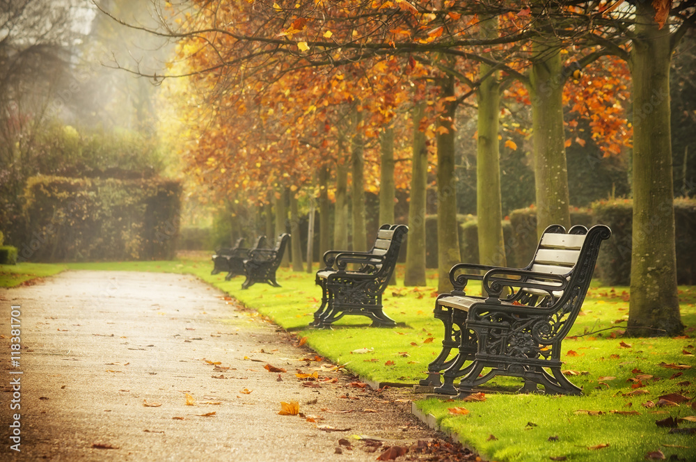 Benches in autumn park - obrazy, fototapety, plakaty 