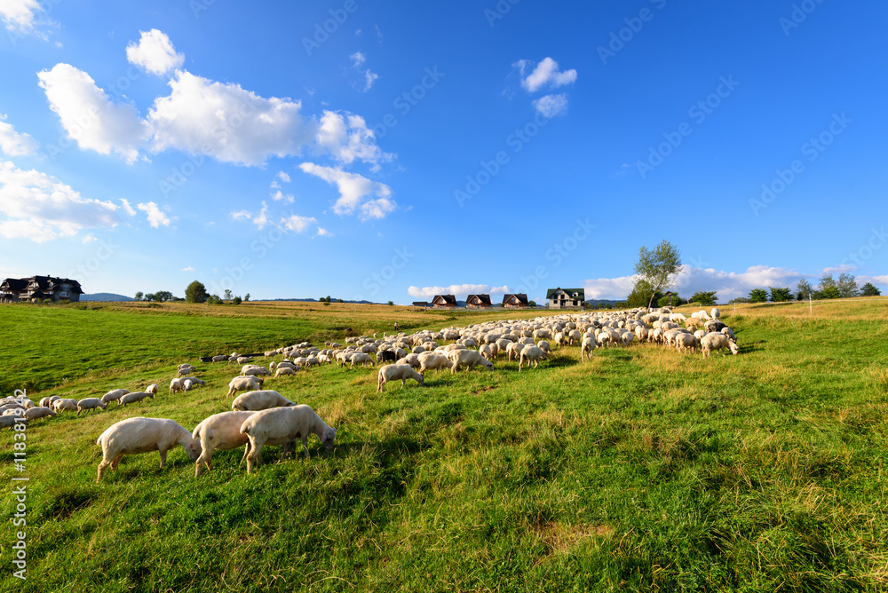 Fototapeta premium Beautiful view of sheep grazing in a field in Pieniny, Poland.