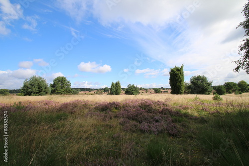 Tyoische Heidelandschaft  L  neburger Heide