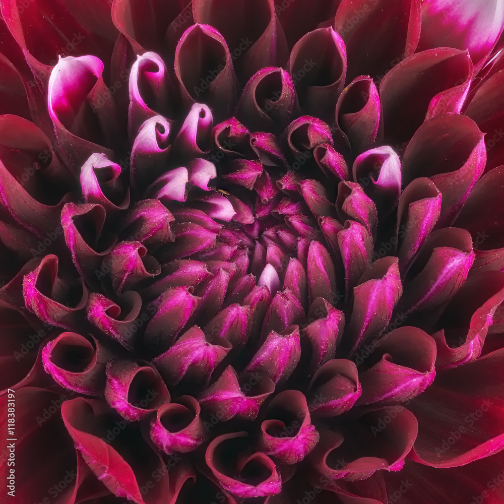 Dark red flower petals, close up and macro of chrysanthemum, beautiful abstract background Dark red flower petals, close up and macro of chrysanthemum, beautiful abstract background