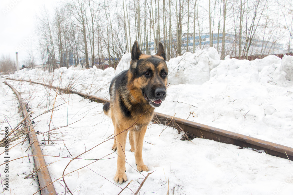 German shepherd dog on the railway road German shepherd dog on the railway road