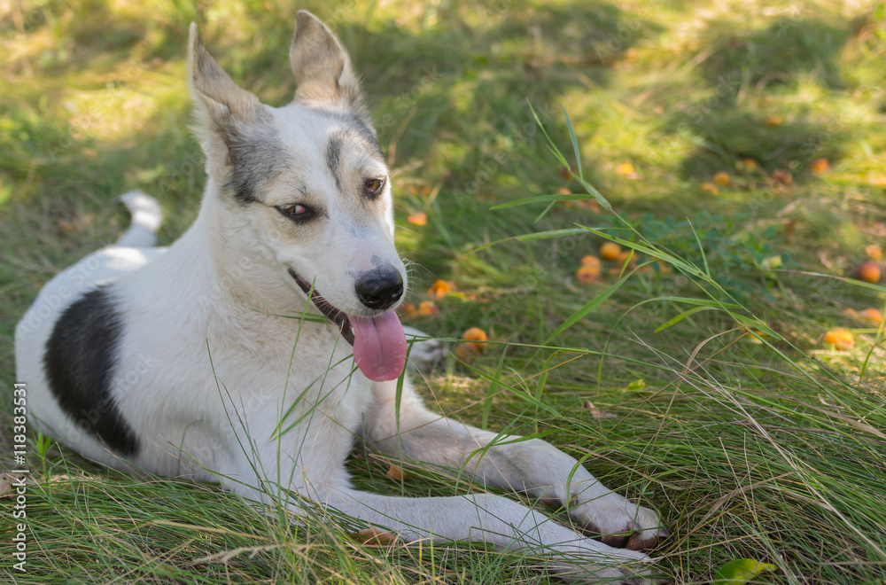 Portrait of positive mixed breed young dog lying lonely in summer orchard Portrait of positive mixed breed young dog lying lonely in summer orchard