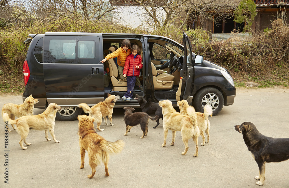 Mixed Race brothers exiting minivan to greet dogs