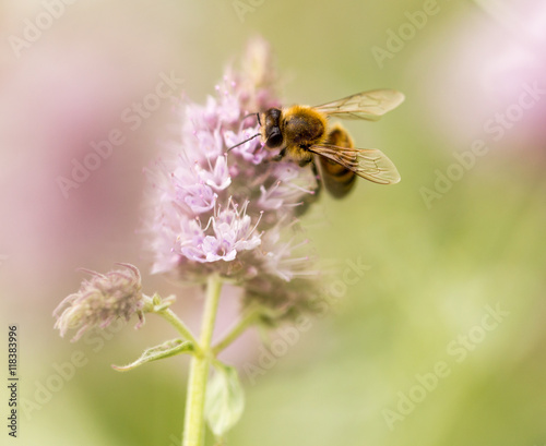 bee on a flower in nature