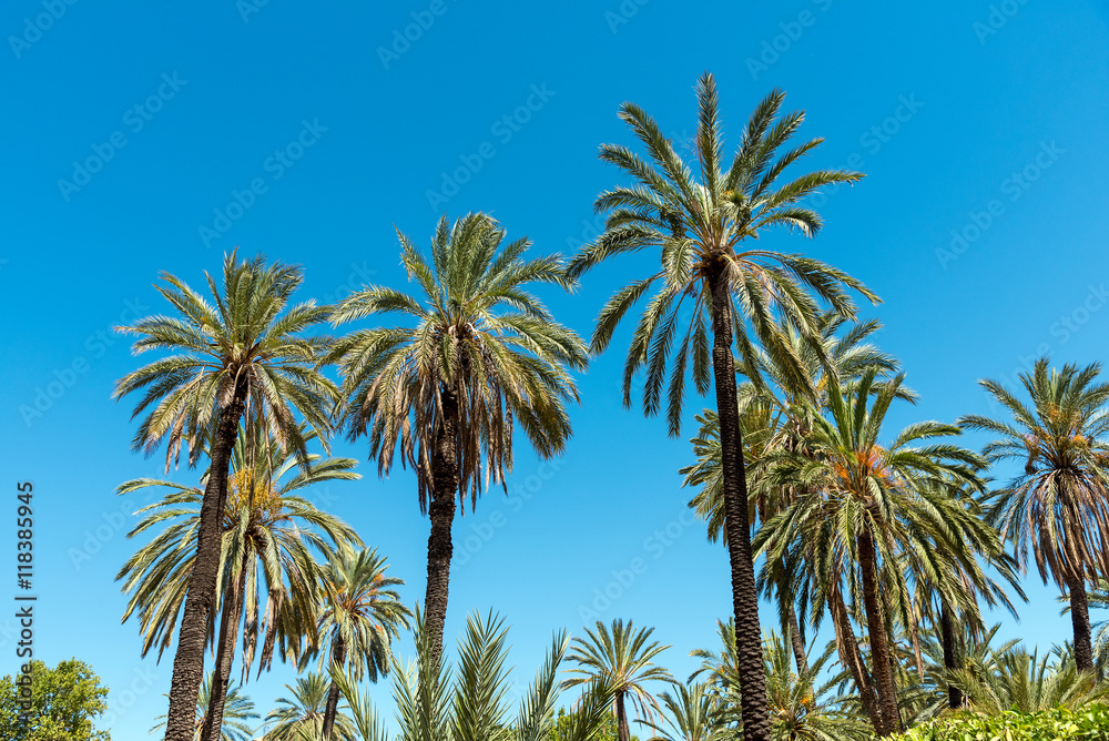 Palm trees in front of a blue sky seen in a tropical paradise