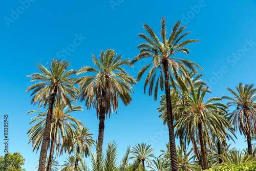 Palm trees in front of a blue sky seen in a tropical paradise