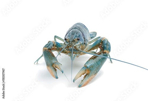 Blue crayfish - Fresh water Lobster on white background