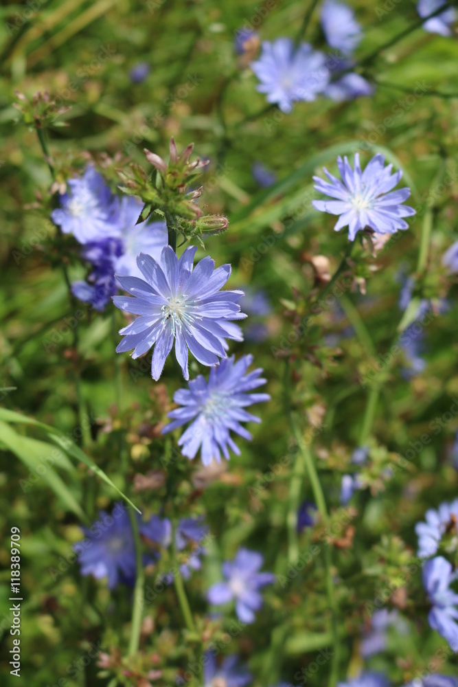 Chicory (Cichorium) - biennial or perennial grass Asteraceae
Chicory (Cichorium) - biennial or perennial grass Asteraceae