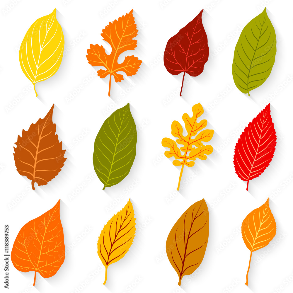 Colorful leaves set on white background