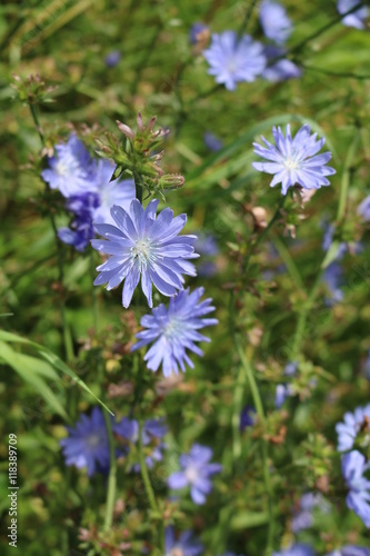 Chicory (Cichorium) - biennial or perennial grass Asteraceae 