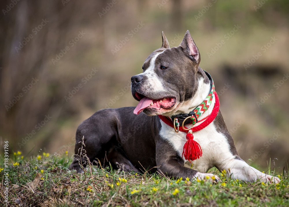 Portrait of nice american staffordshire terrier