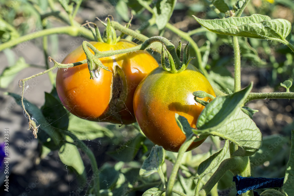 The reddening tomatoes