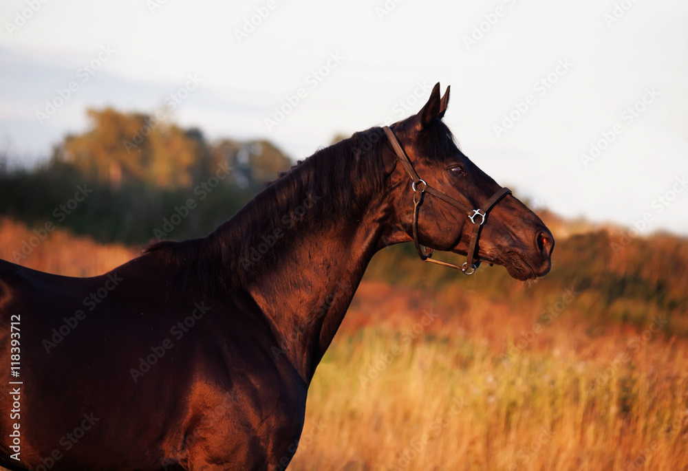 Obraz portrait of beautiful black breed stallion in field