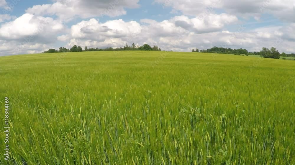 Wind in the green corn field with clouds
Wind in the green corn field with clouds