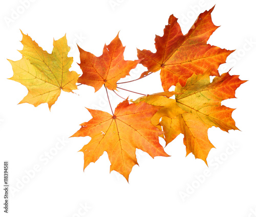 Autumn falling leaves on white background .Top view  flat lay