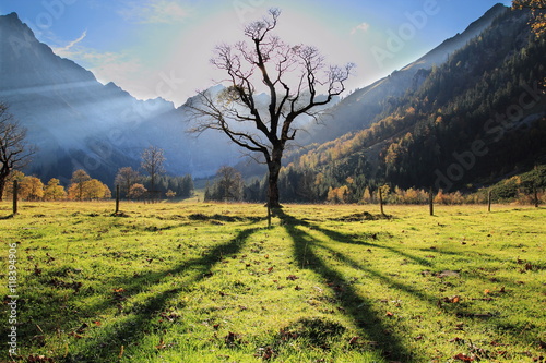 Ahornbaum im Herbst mit langem Schatten photo