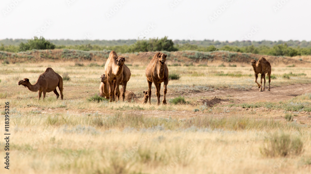 Fototapeta premium Caravan of camels in the desert