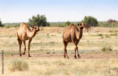 Fototapeta Naklejka Na Ścianę i Meble -  Caravan of camels in the desert