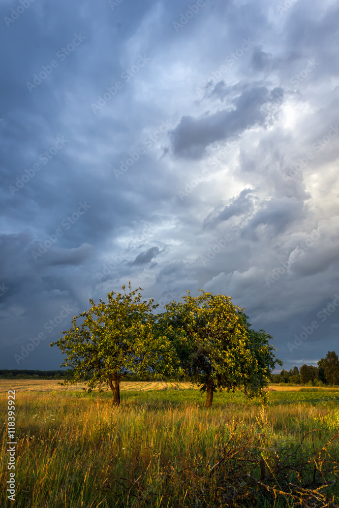 Countryside scene with stormy clouds and fruit trees lit by the rays of the setting sun Countryside scene with stormy clouds and fruit trees lit by the rays of the setting sun