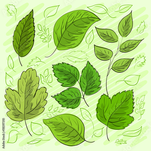 Set of green leaves hand-drawn for your design. Vector © adamchuk_leo