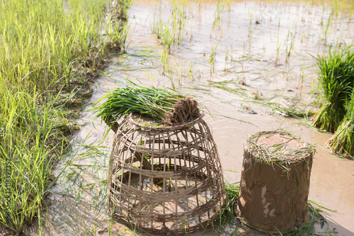 paddy rice in field