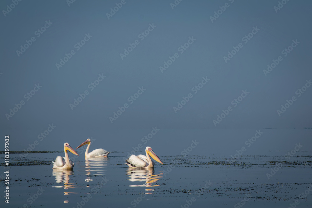 Pelicanes group on a water