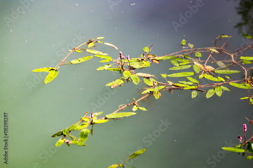 plant on the surface of the water in the lake © schankz