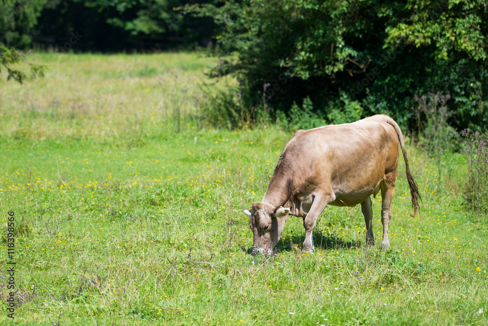 cattle cow grazing on countryside fresh green meadow cattle cow grazing on countryside fresh green meadow