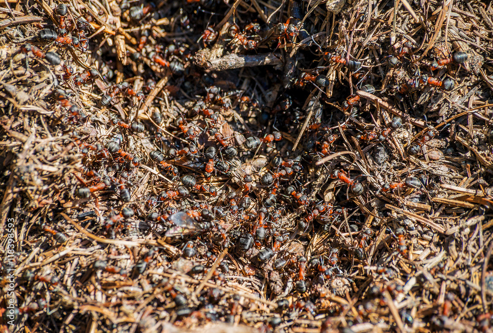 Ants anthill hive colony detail pine needles forest Ants anthill hive colony detail pine needles forest