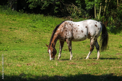 Fotografie spotted appaloosa horse in white and brown grazes on the green pasture